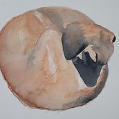 Meu projeto do curso: Nala (cachorro dormindo). Watercolor Painting project by Talita Castro - 05.24.2020