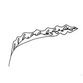 CALATEA SANSEVERIA. Vector Illustration project by flamba - 05.25.2020