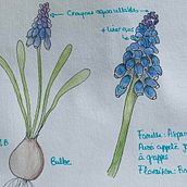 My project in Botanical Watercolor Sketchbook course. Un progetto di Pittura ad acquerello di Morgane Augustin - 26.05.2020
