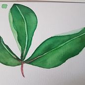 New botanic challenge with watercolors. Een project van Aquarelschilderen van Heike - 30.05.2020