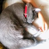 Mi Proyecto del curso: George Clooney Gato. Br, ing & Identit project by Pamela Serafina - 05.29.2020