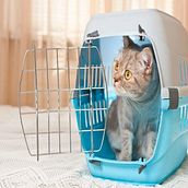 Tips tp shifting safely with your pets in Gurgaon, India. Un projet de Marketing de mukeshcreatisoul - 29.05.2020