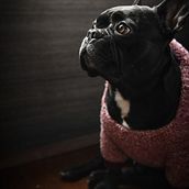 PERROS EN CUARENTENA Ein Projekt aus dem Bereich Fotografie von Tomas Poblete - 30.05.2020