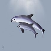 Vaquita Porpoise. Digital Illustration project by Berd B - 05.30.2020