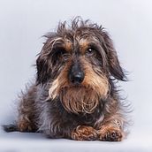 Proyecto Canelo. Un projet de Photographie de andreagaliasmateu - 31.05.2020