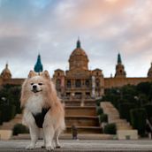 Mi Proyecto del curso: Introducción a la fotografía digital Ein Projekt aus dem Bereich Fotografie von Jorge Linares - 01.06.2020