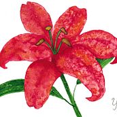 Lilium: Técnicas modernas de acuarela. Botanical Illustration, and Watercolor Painting project by Yuki Eiscreme - 06.02.2020