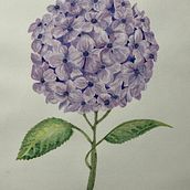 Mi Proyecto del curso: Ilustración botánica con acuarela Ein Projekt aus dem Bereich Aquarellmalerei von Dianella Anziani Vasquez - 04.06.2020