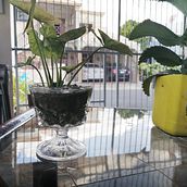 Mi Proyecto del curso: Fotografía profesional para Instagram. Un projet de Photographie smartphone , et Photographie pour Instagram de Darisa Mercedes Espinal Caraballo - 09.06.2020