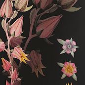 Florecitas de la Echeverria Imbricata Blue. Botanical Illustration project by Catalina Osorio - 06.06.2020