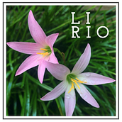 Flores de mi Jardín - Proyecto Blas Navarro  Ein Projekt aus dem Bereich Fotografie von Blas Navarro - 07.06.2020