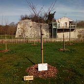 Cherry Trees Plantation - La Rochelle - Francia. Paisagismo, e Design de cenários projeto de IGNACIO SANCHEZ - 20.01.2019