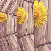 Mi Proyecto del curso: Pandereza 19. Mobile Photograph project by Javiera Rojas Neira - 06.08.2020