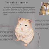 Ilustración naturalista de animales con Procreate: Syrian Hamster. Digital Illustration project by Alexa Gomes - 06.08.2020