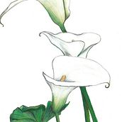 Cala. Pencil Drawing, and Botanical Illustration project by Yuki Eiscreme - 01.04.2016