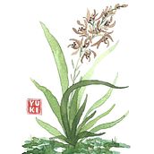 Flores Sumi-e: Ilustración en acuarela con influencia japonesa. Botanical Illustration, and Watercolor Painting project by Yuki Eiscreme - 06.08.2020