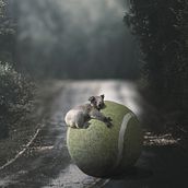 Animales en contextos poco comunes: Fotomontaje surrealista con Photoshop . Photographic Composition, Digital Photograph, and Photo Retouching project by Natanael Mendieta Mendez - 06.09.2020