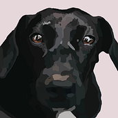 Ilustración animales. Photographic Lighting, Traditional illustration, and Digital Illustration project by Laura Bar - 06.10.2020