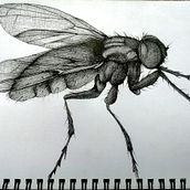 fly.. Drawing, and Graphic Design project by nickinicksp - 06.12.2020