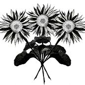 sunflower.. Drawing project by nickinicksp - 06.12.2020