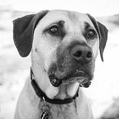 The best of Melbourne Pet Photography. Een project van Commerciële fotografie van Pupparazzi Melbourne - 15.06.2020