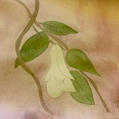 Mi Proyecto del curso: Copihue blanco y hongos silvestres. Watercolor Painting project by Gilda Carrasco - 06.22.2020