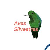 Proyecto de ilustración "Aves Silvestres". Concept Art, and Digital Illustration project by Angelica Coral - 08.17.2018