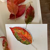 Folhas. Un proyecto de Bellas Artes de Márcia Ferreira da Costa Lima - 18.06.2020