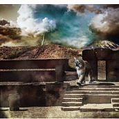 Mi Proyecto del curso: Puma Guardian de los Andes. Photographic Composition project by Carlos Fernando Moscoso Aldayuz - 06.19.2020