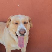 Labrador. Photograph project by Brian Haro - 06.22.2020