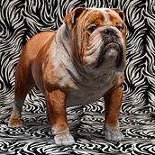 Mustang the bulldog. 3D, 3D Design, 3D Character Design, and Sculpture project by Luis Yrisarry Labadía - 06.23.2020