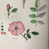 Mi Proyecto del curso: Cuaderno botánico en acuarela. Botanical Illustration project by Tomás Garnier - 06.23.2020