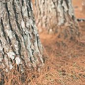A menina da floresta. Fine-Art Photograph, and Video project by Mô Bertuzzi - 03.27.2017