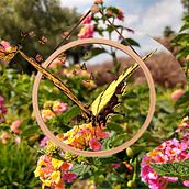 MARIPOSA . % Arahón Hernández tarafından hazırlanan Mobil Fotoğrafçılık projesi - 06.23.2020