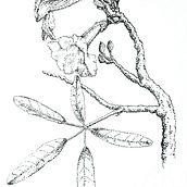 Estudio de Flor de Roble Blanco . Botanical Illustration & Ink Illustration project by Gabriella Meléndez - 05.01.2013
