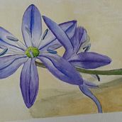 My project in Botanical Watercolor Sketchbook course. Botanical Illustration project by jechon7 - 06.27.2020