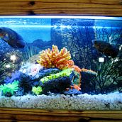 Pagina dedicada a los peces. Content Marketing project by Julio Javier - 08.05.2020