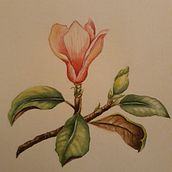 Mi Proyecto del curso: Ilustración botánica con acuarela. Un proyecto de Bellas Artes, Ilustración botánica y Pintura a la acuarela de Daniela Henríquez - 03.07.2020