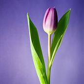 Adobe Photoshop Ein Projekt aus dem Bereich Traditionelle Illustration von Ana Macarrone - 06.07.2020