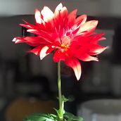 Hormonia: de la feminidad y sus locuras. Writing project by Sandra Martínez Marulanda - 07.06.2020