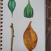 My project in Botanical Illustration with Watercolors course. Botanical Illustration, and Watercolor Painting project by Debora Calzaccia - 07.07.2020