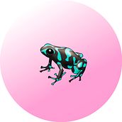 Proyecto para mitigar enfermedades de anfibios. Un proyecto de Ilustración tradicional e Ilustración digital de Cristina Sausor Carmona - 08.07.2020