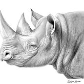 Rinoceronte. Un proyecto de Dibujo a lápiz, Dibujo artístico, Dibujo realista e Ilustración tradicional de Cristina Sausor Carmona - 08.07.2020