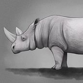 Mi Proyecto del curso: Ilustración naturalista de animales con Procreate. Traditional illustration, Digital Illustration, Realistic Drawing, Naturalistic Illustration, Digital Drawing, Painting, and Digital Painting project by Ruth Reuveni - 07.05.2020