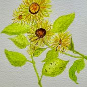 My project in Botanical Watercolor Sketchbook course. Un progetto di Illustrazione botanica di jacqui_hey - 21.08.2020