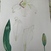  Ilustración botánica con acuarela.. Fine Arts project by marielaterrile - 07.14.2020