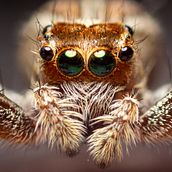 El mundo mágico de la Fotografía Macro. Digital Photograph project by José Martín Ceja Medina - 07.16.2020