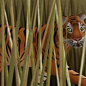 Tiger. Un progetto di Illustrazione digitale di Tom Marshall - 17.07.2020