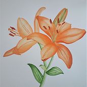 Mi Proyecto del curso: Ilustración botánica con acuarela. Ilustração botânica projeto de Eva Pintado - 17.07.2020