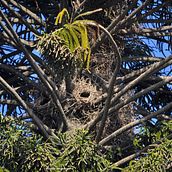 observar aves desde casa. Un proyecto de YouTube Marketing, Edición de vídeo y Educación de Natalia Sol Gonzalez - 22.07.2020